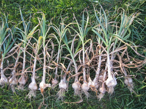 Harvesting Garlic