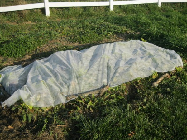 Floating row cover on fall lettuce 11-22-12