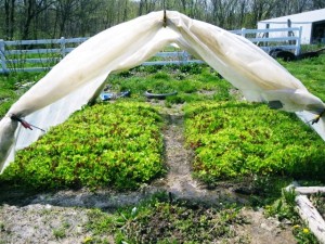 Hoop House Lettuce Beds