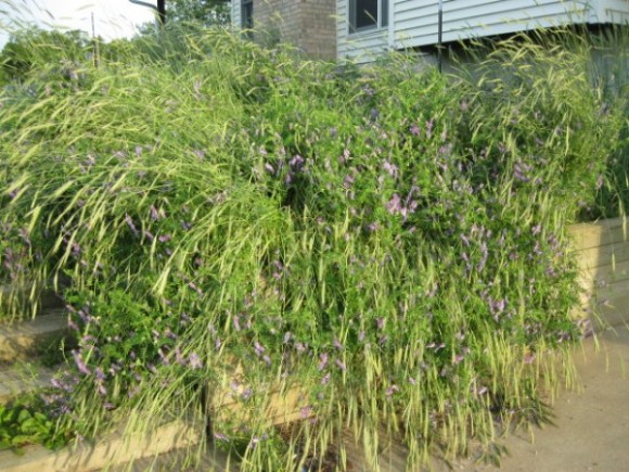 Rye and Vetch bed