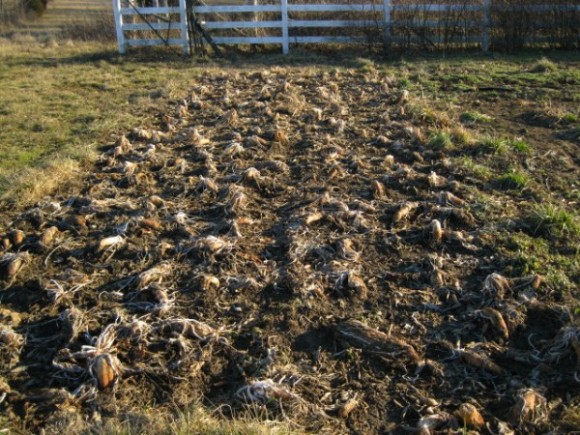 Tillage Radish update 2-18-13 large beds