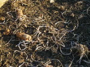 Tillage Radish update 2-18-13 closeup