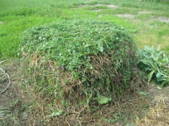 alfalfa compost pile