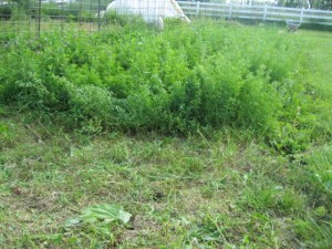 alfalfa harvest