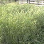 cereal rye and hairy vetch bed