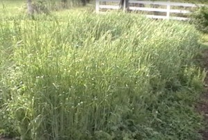 cereal rye and hairy vetch bed