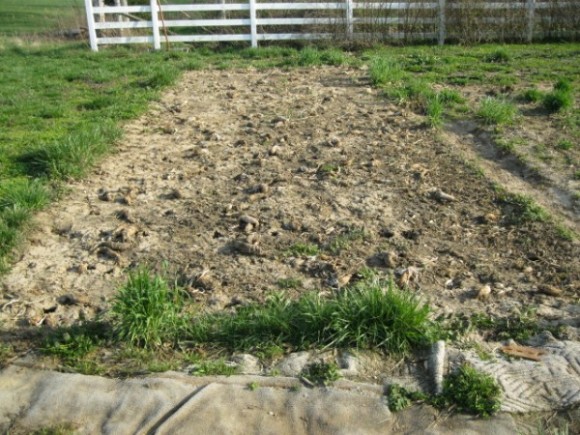 lower tillage radish beds in early spring
