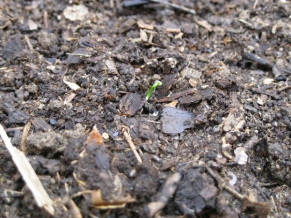 small onion plant emerging