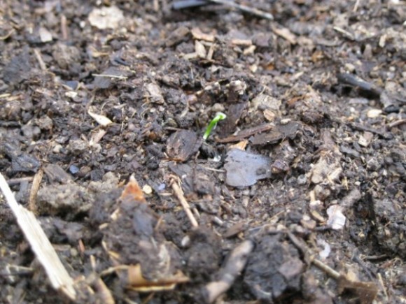 small onion plant emerging