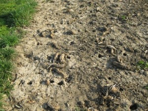 tillage radish holes in early spring