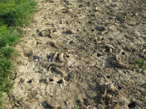 tillage radish holes in early spring